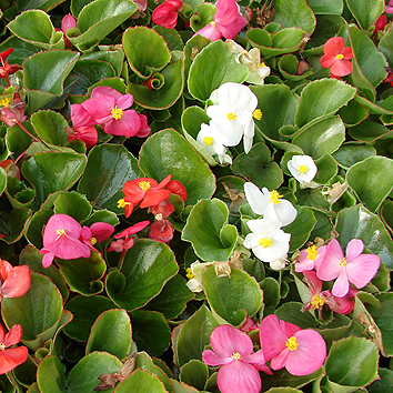 Begonias