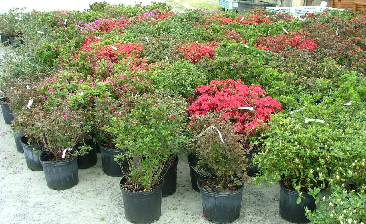 Azaleas