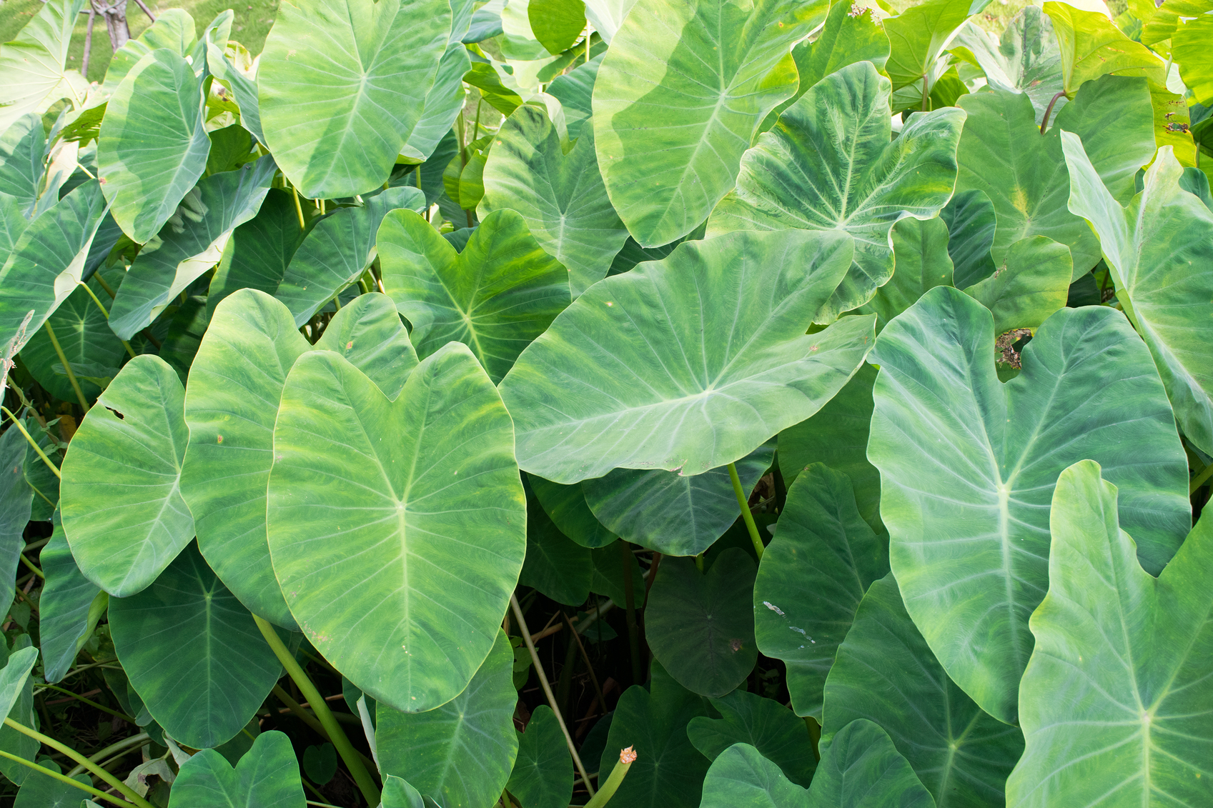 Elephant Ears