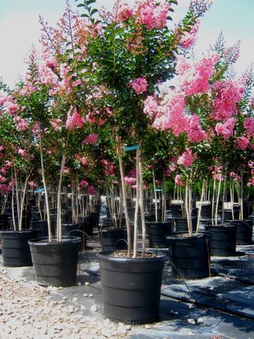 Crepe Myrtle