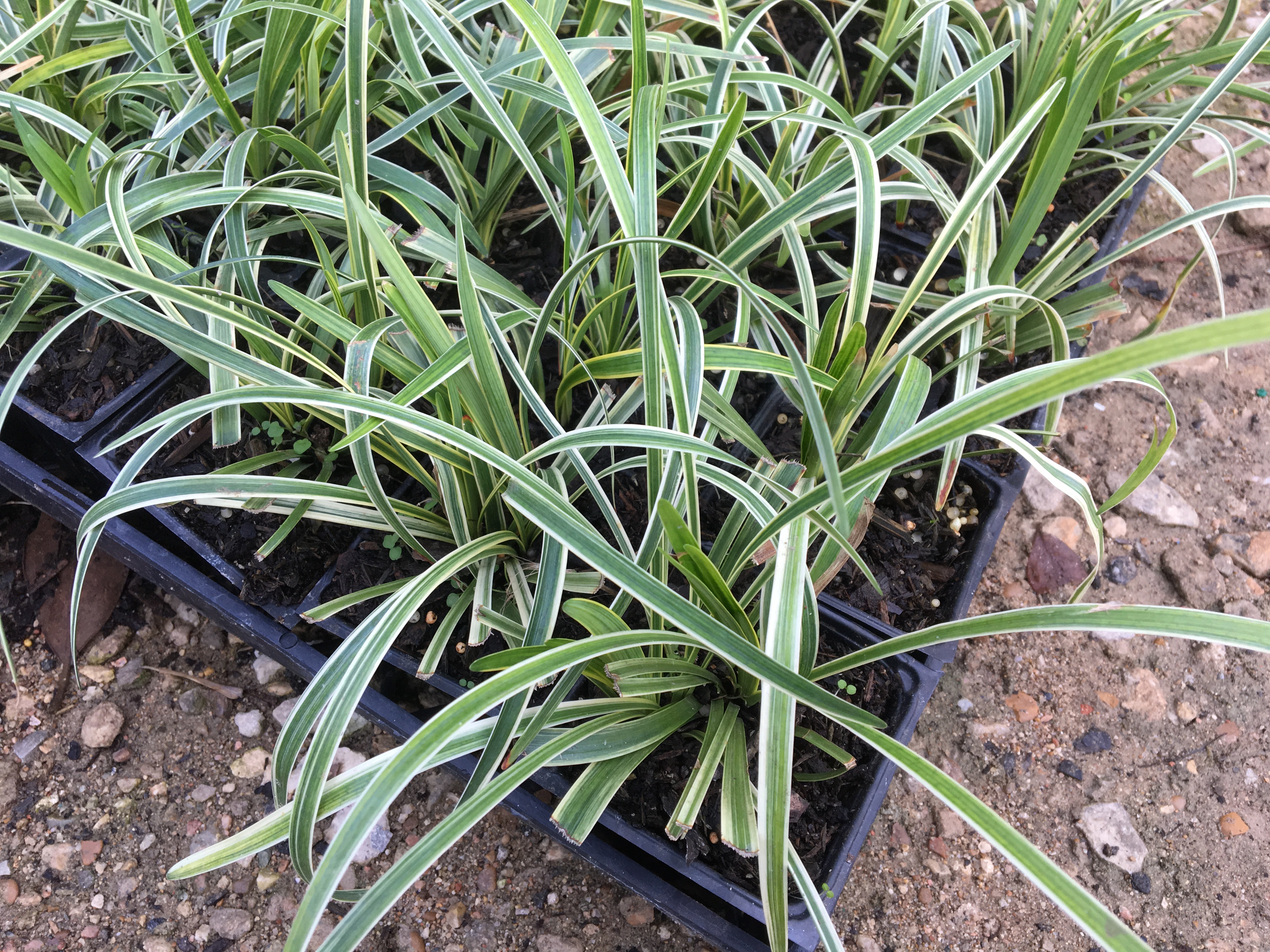 Variegated Liriope